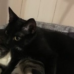 Подробнее об объявлении «Пропала кошка ул.ленина Красногорск» Фото: пропала кошка  «Пропала кошка ул.ленина Красногорск» в г. Красногорск
