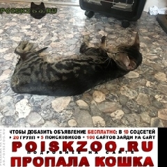 Подробнее об объявлении «Лобня Пропала кошка кот ориентал» Фото: пропала кошка Ориентальная (восточная короткошерстная) «Лобня Пропала кошка кот ориентал» в г. Лобня