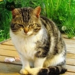 Подробнее об объявлении «Москва Найден кот» Фото: найдена кошка  «Москва Найден кот» в г. Москва