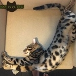 Подробнее об объявлении «Бердск Пропал кот бенгал» Фото: пропала кошка Бенгальская «Бердск Пропал кот бенгал» в г. Бердск