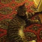 Подробнее об объявлении «Москва Найден кот возраст около года перово» Фото: найдена кошка  «Москва Найден кот возраст около года перово» в г. Москва