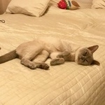 Подробнее об объявлении «Пропала кошка Москва» Фото: пропала кошка  «Пропала кошка Москва» в г. Москва