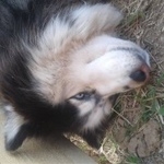 Подробнее об объявлении «Нарофоминск Найдена собака» Фото: найдена собака  «Нарофоминск Найдена собака» в г. Нарофоминск