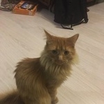 Подробнее об объявлении «Пропала кошка Москва» Фото: пропала кошка  «Пропала кошка Москва» в г. Москва