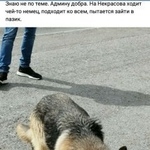 Подробнее об объявлении «Найдена собака Курган» Фото: найдена собака  «Найдена собака Курган» в г. Курган