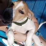 Подробнее об объявлении «Пропала собака кобель 29.05.19 убежал Звенигород» Фото: пропала собака Джек рассел терьер «Пропала собака кобель 29.05.19 убежал Звенигород» в г. Звенигород