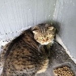 Подробнее об объявлении «Москва Найдена кошка с ошейником. британская вислоухая» Фото: найдена кошка Британская короткошерстная «Москва Найдена кошка с ошейником. британская...» в г. Москва