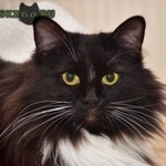 Подробнее об объявлении «Пропала кошка Москва» Фото: пропала кошка  «Пропала кошка Москва» в г. Москва
