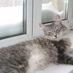 Подробнее об объявлении «Пропал кот Москва» Фото: пропала кошка  «Пропал кот Москва» в г. Москва