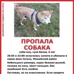 Подробнее об объявлении «Пропала собака сиба-ину Москва» Фото: пропала собака  «Пропала собака сиба-ину Москва» в г. Москва