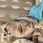 Подробнее об объявлении «Пропала кошка британка Москва» Фото: пропала кошка Британская короткошерстная «Пропала кошка британка Москва» в г. Москва