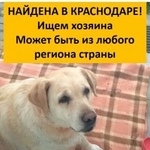 Подробнее об объявлении «Найдена собака лабрадор девочка 10 лет, клеймо в ухе Краснодар» Фото: найдена собака Лабрадор ретривер «Найдена собака лабрадор девочка 10 лет, клеймо...» в г. Краснодар