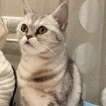 Подробнее об объявлении «Пропала кошка  британка Москва» Фото: пропала кошка Британская короткошерстная «Пропала кошка  британка Москва» в г. Москва