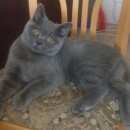 Подробнее об объявлении «Пропал кот Иркутск» Фото: пропала кошка Британская короткошерстная «Пропал кот Иркутск» в г. Иркутск