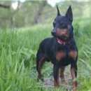 Подробнее об объявлении «Пропала собака кобель карликовый пинчер (цвергпинчер) Санкт-Петербург» Фото: пропала собака Карликовый пинчер «Пропала собака кобель карликовый пинчер...» в г. Санкт-Петербург