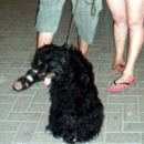 Подробнее об объявлении «Пропала собака кобель Ханты-Мансийск» Фото: пропала собака  «Пропала собака кобель Ханты-Мансийск» в г. Ханты-Мансийск