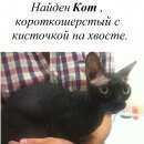 Подробнее об объявлении «Казань Найден кот» Фото: найдена кошка  «Казань Найден кот» в г. Казань