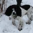 Подробнее об объявлении «Санкт-Петербург Пропала собака» Фото: пропала собака  «Санкт-Петербург Пропала собака» в г. Санкт-Петербург