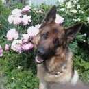 Подробнее об объявлении «Пропала собака кобель Нижний Новгород» Фото: пропала собака Немецкая овчарка «Пропала собака кобель Нижний Новгород» в г. Нижний Новгород