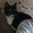 Подробнее об объявлении «Пропала кошка Оренбург» Фото: пропала кошка  «Пропала кошка Оренбург» в г. Оренбург