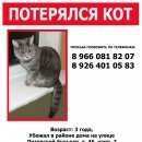 Подробнее об объявлении «Пропал кот Москва» Фото: пропала кошка Британская короткошерстная «Пропал кот Москва» в г. Москва