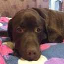 Подробнее об объявлении «Пропала собака кобель Санкт-Петербург» Фото: пропала собака Лабрадор ретривер «Пропала собака кобель Санкт-Петербург» в г. Санкт-Петербург