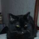 Подробнее об объявлении «Пропал кот Оренбург» Фото: пропала кошка Британская короткошерстная «Пропал кот Оренбург» в г. Оренбург