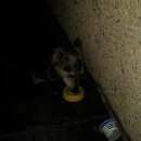 Подробнее об объявлении «Тосно Найдена собака» Фото: найдена собака Восточно-европейская овчарка «Тосно Найдена собака» в г. Тосно