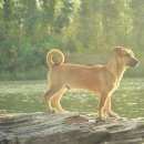 Подробнее об объявлении «Пропала собака кобель Оренбург» Фото: пропала собака  «Пропала собака кобель Оренбург» в г. Оренбург