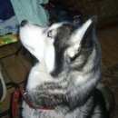 Подробнее об объявлении «Пропала собака Смоленск» Фото: пропала собака Сибирская хаски «Пропала собака Смоленск» в г. Смоленск