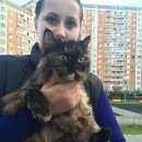Подробнее об объявлении «Найдена кошка Москва» Фото: найдена кошка  «Найдена кошка Москва» в г. Москва
