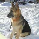 Подробнее об объявлении «Пропала собака Самара» Фото: пропала собака Немецкая овчарка «Пропала собака Самара» в г. Самара