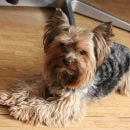 Подробнее об объявлении «Санкт-Петербург Пропала собака кобель» Фото: пропала собака Йоркширский терьер «Санкт-Петербург Пропала собака кобель» в г. Санкт-Петербург