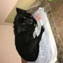 Подробнее об объявлении «Найдена собака Нижний Новгород» Фото: найдена собака  «Найдена собака Нижний Новгород» в г. Нижний Новгород