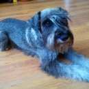 Подробнее об объявлении «Пропала собака кобель Магнитогорск» Фото: пропала собака Цвергшнауцер «Пропала собака кобель Магнитогорск» в г. Магнитогорск