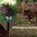 Подробнее об объявлении «Пропала собака кобель Санкт-Петербург» Фото: пропала собака  «Пропала собака кобель Санкт-Петербург» в г. Санкт-Петербург