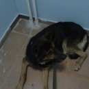 Подробнее об объявлении «Троицк Найдена собака кобель» Фото: найдена собака Немецкая овчарка «Троицк Найдена собака кобель» в г. Троицк