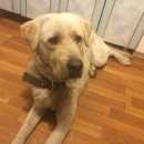 Подробнее об объявлении «Красноярск Найдена собака кобель лабрадор» Фото: найдена собака Лабрадор ретривер «Красноярск Найдена собака кобель лабрадор» в г. Красноярск