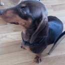 Подробнее об объявлении «Найдена собака такса Нижний Новгород» Фото: найдена собака Такса «Найдена собака такса Нижний Новгород» в г. Нижний Новгород