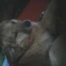 Подробнее об объявлении «Бежецк Найдена собака кобель» Фото: найдена собака  «Бежецк Найдена собака кобель» в г. Бежецк