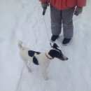 Подробнее об объявлении «Пропала собака Пермь» Фото: пропала собака Фокстерьер «Пропала собака Пермь» в г. Пермь