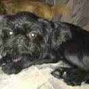 Подробнее об объявлении «Ижевск Пропала собака кобель» Фото: пропала собака  «Ижевск Пропала собака кобель» в г. Ижевск