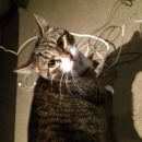 Подробнее об объявлении «Пропал кот Мытищи» Фото: пропала кошка  «Пропал кот Мытищи» в г. Мытищи