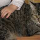 Подробнее об объявлении «Мытищи Пропала кошка» Фото: пропала кошка  «Мытищи Пропала кошка» в г. Мытищи