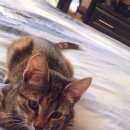 Подробнее об объявлении «Одинцово Пропала кошка» Фото: пропала кошка  «Одинцово Пропала кошка» в г. Одинцово