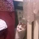 Подробнее об объявлении «Найден кот Ханты-Мансийск» Фото: найдена кошка  «Найден кот Ханты-Мансийск» в г. Ханты-Мансийск