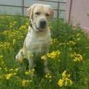 Подробнее об объявлении «Батайск Пропала собака кобель лабрадора» Фото: пропала собака Лабрадор ретривер «Батайск Пропала собака кобель лабрадора» в г. Батайск