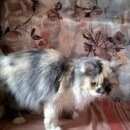 Подробнее об объявлении «Одинцово Найдена кошка» Фото: найдена кошка Персидская «Одинцово Найдена кошка» в г. Одинцово