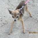 Подробнее об объявлении «Пропала собака чихуахуа мини на грэсе Симферополь» Фото: пропала собака Чихуахуа «Пропала собака чихуахуа мини на грэсе Симферополь» в г. Симферополь