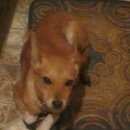 Подробнее об объявлении «Пропала собака Санкт-Петербург» Фото: пропала собака  «Пропала собака Санкт-Петербург» в г. Санкт-Петербург